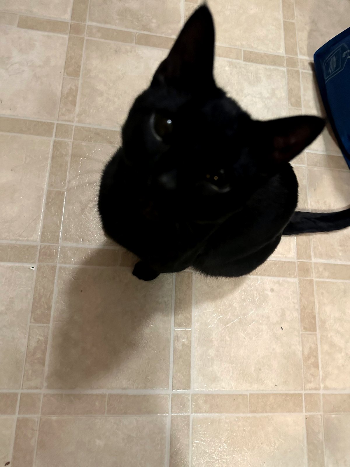 Why black cats deserve all our love and attention