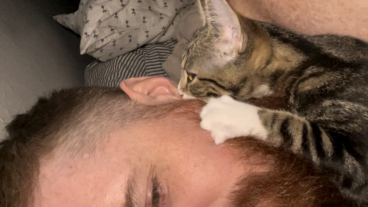 Did My Kitten Mistake My Earlobe for His Next Meal? you'll be amazed This