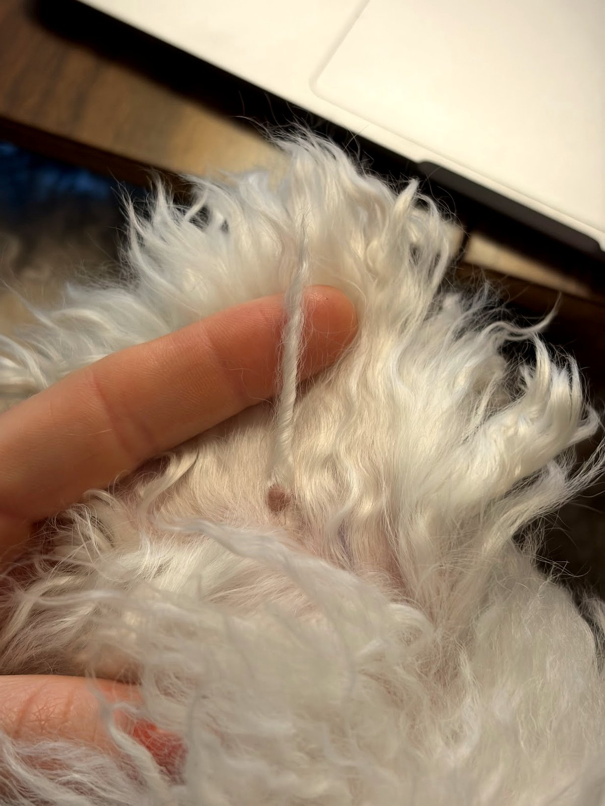 This foster dog's magical fur will make your heart melt