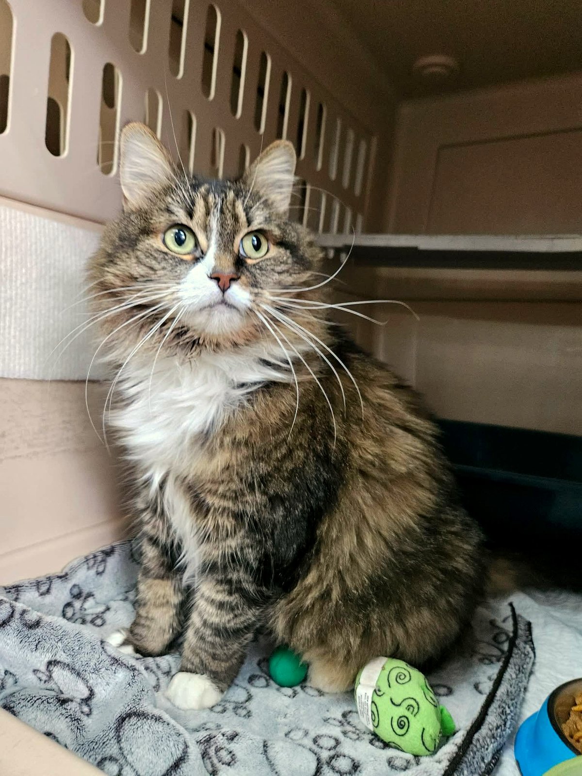 The Heartwarming Story of Cléo: From Lost to Loved and Fluffy