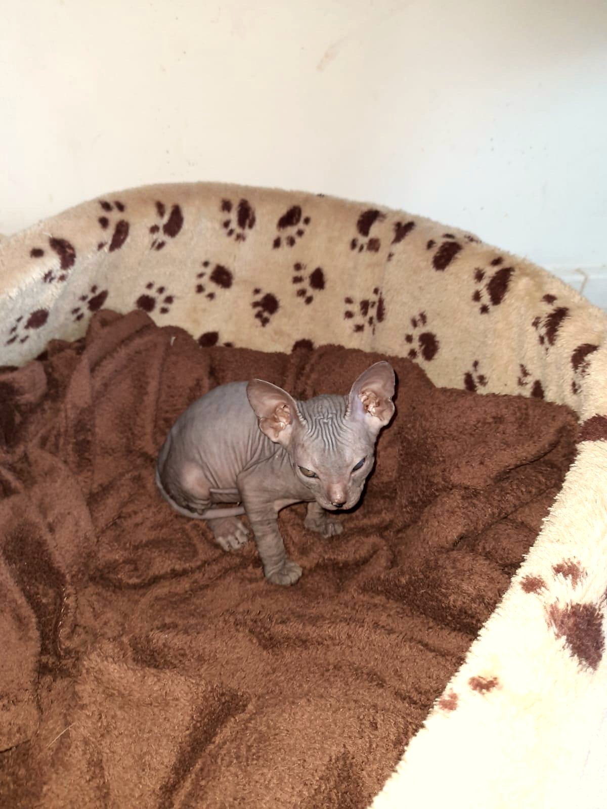 Not your typical pet, but he brings me endless joy and warmth