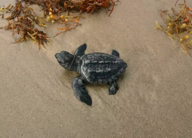 Witness the heartwarming moment a baby turtle meets the ocean