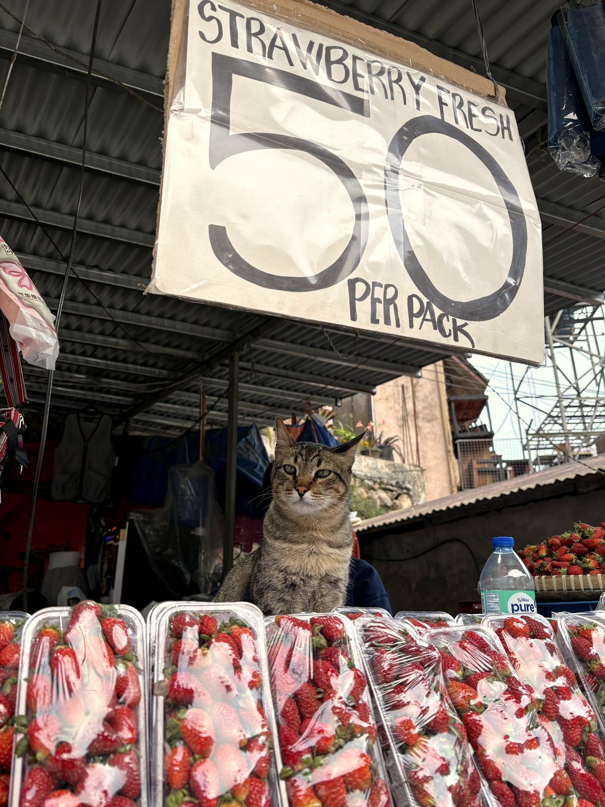 The surprising reason I bought three packs of strawberries I dislike