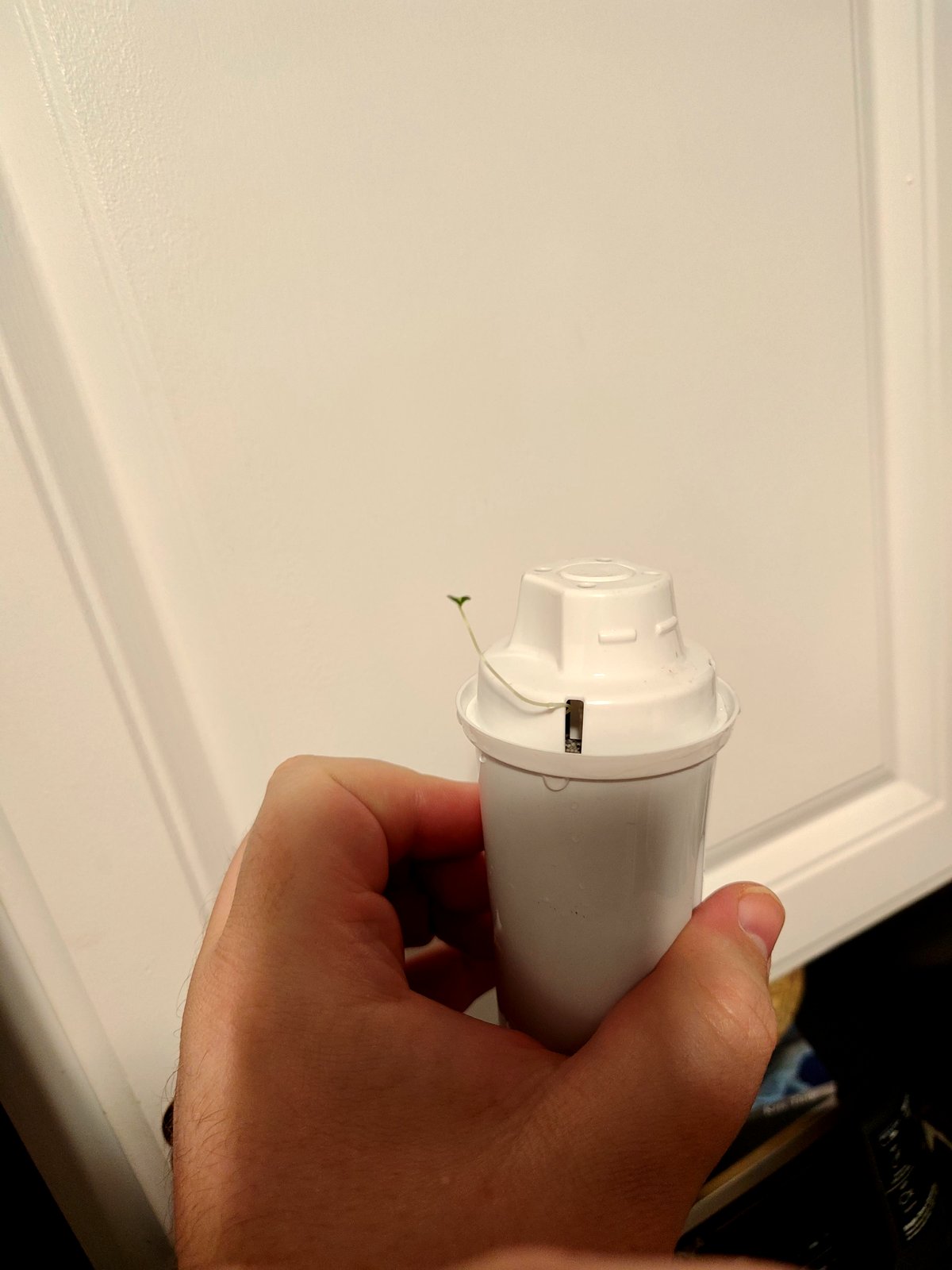 A tiny plant took root in my water pitcher and changed everything