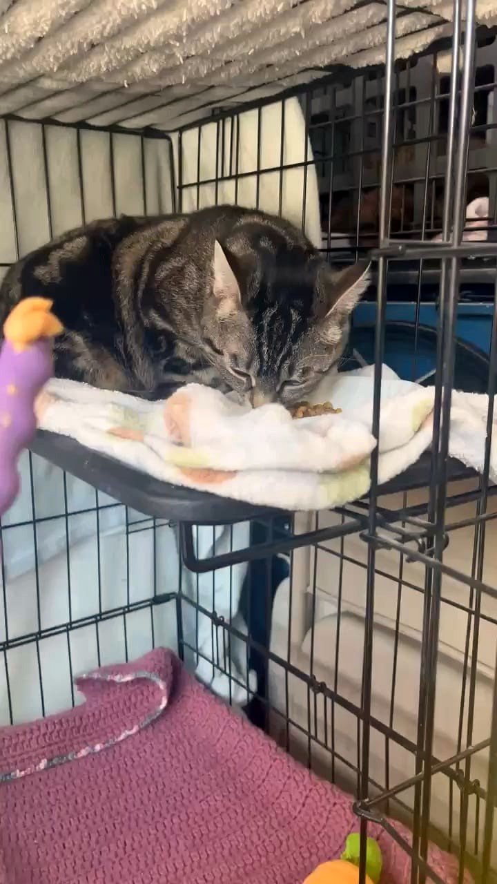 A Shelter Dog's Transformation Will Melt Your Heart