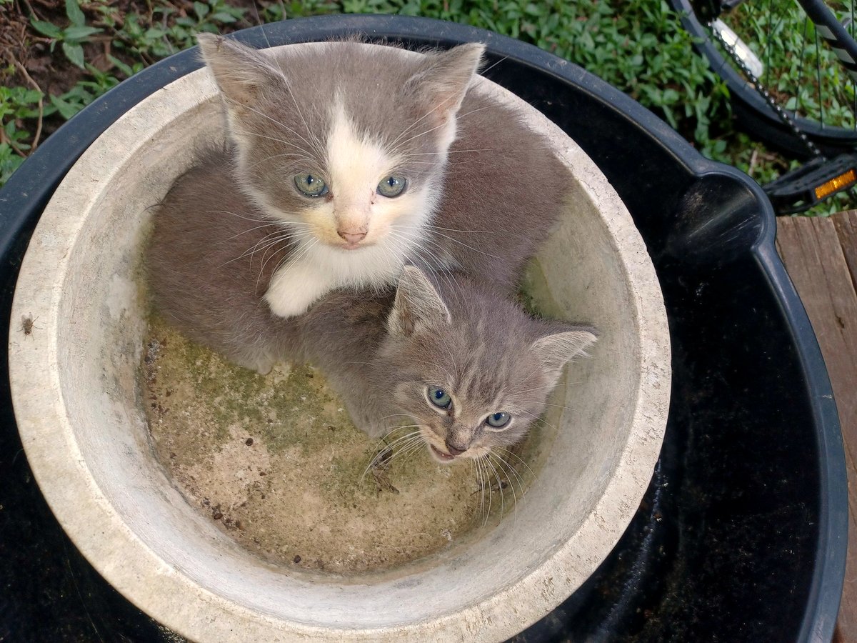 I stumbled upon a tiny miracle hiding in the bushes near my home