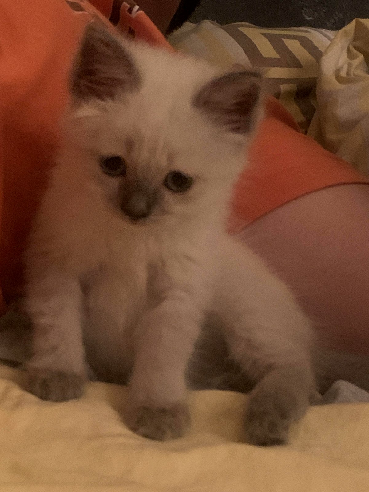 The magical morning that led me to my purr-fect companion