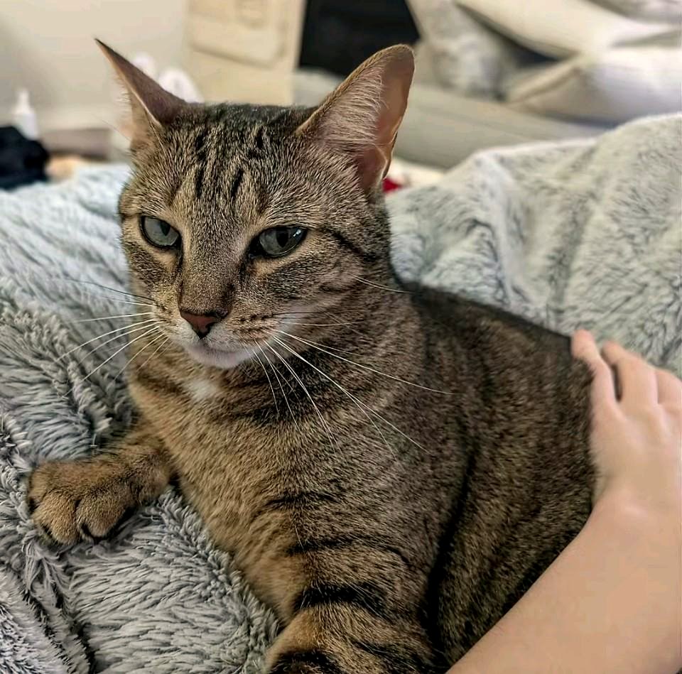 This Captivating Photo of a Dog Will Melt Your Heart Instantly