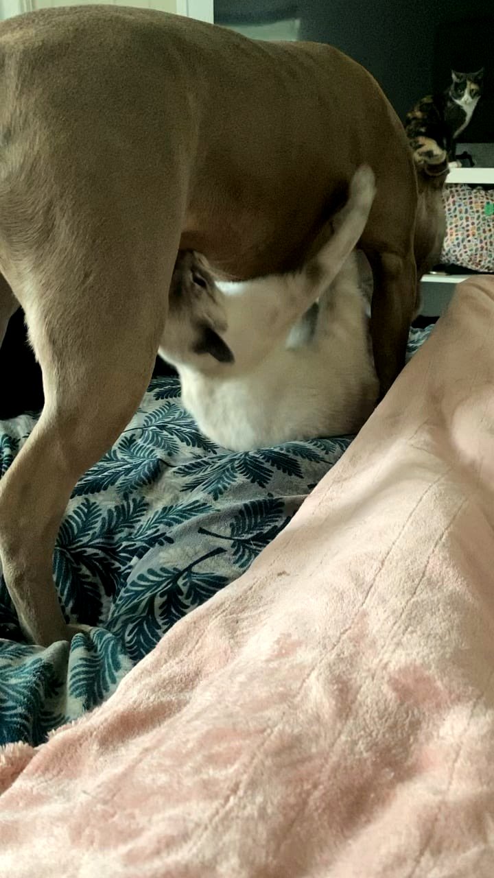 The heartwarming bond between a big dog and a tiny kitten will melt your heart