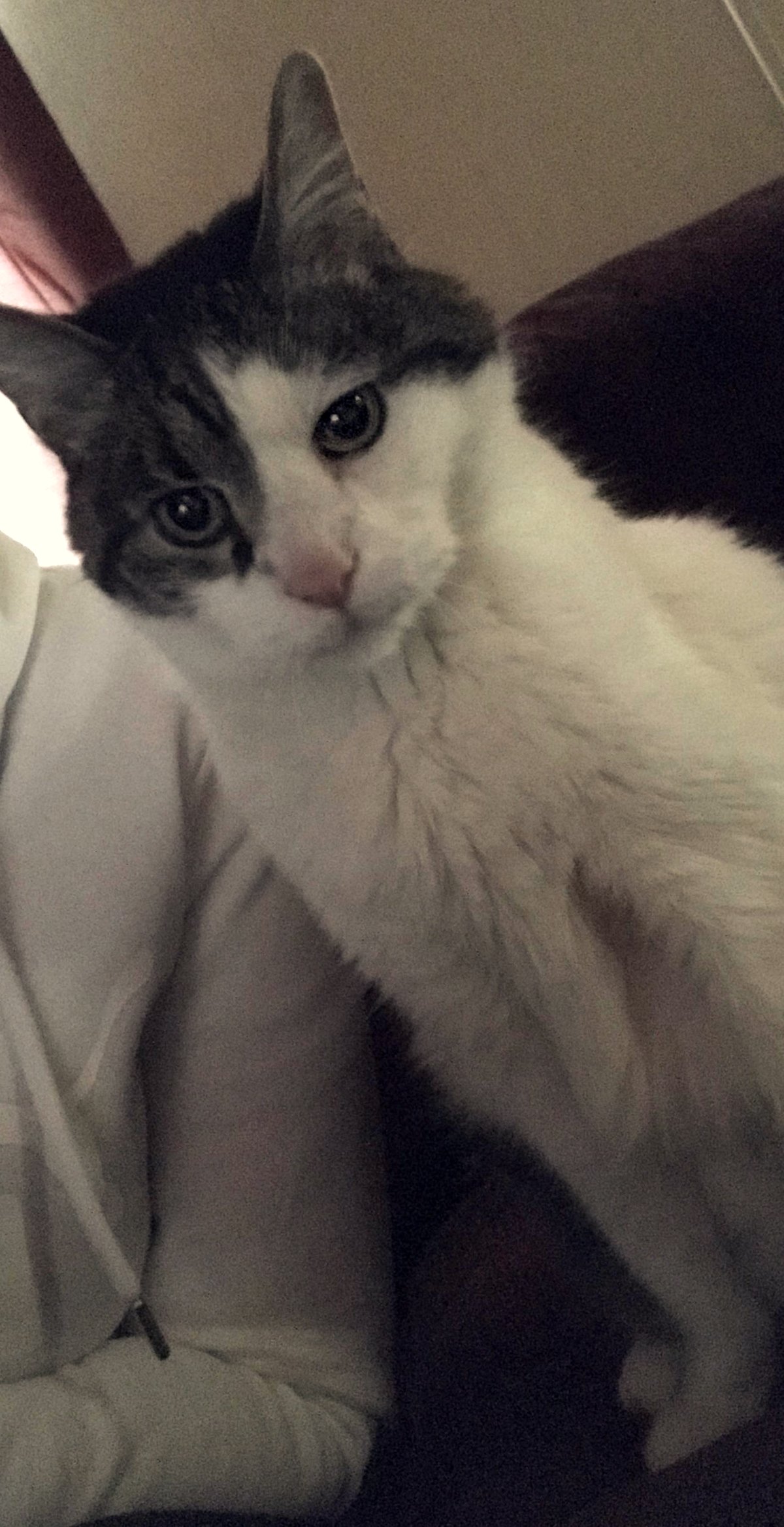 Waiting for my mom's first chemo, can you share your pet pics to lift my spirits?