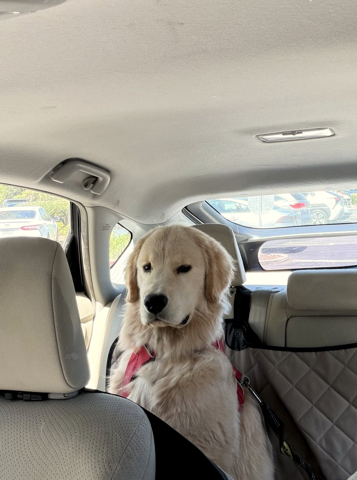 This adorable passenger in the backseat will melt your heart today