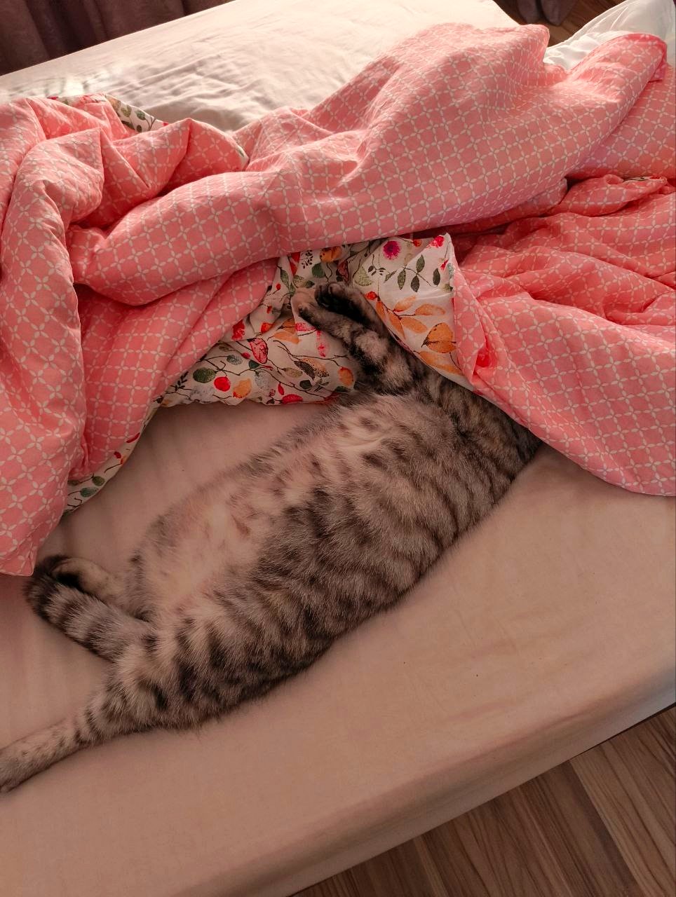 This adorable cat's naptime pose will melt your heart