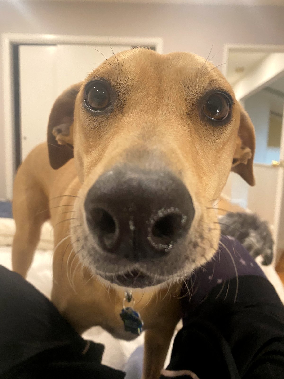 A golden retriever's love for her little brother melts hearts everywhere