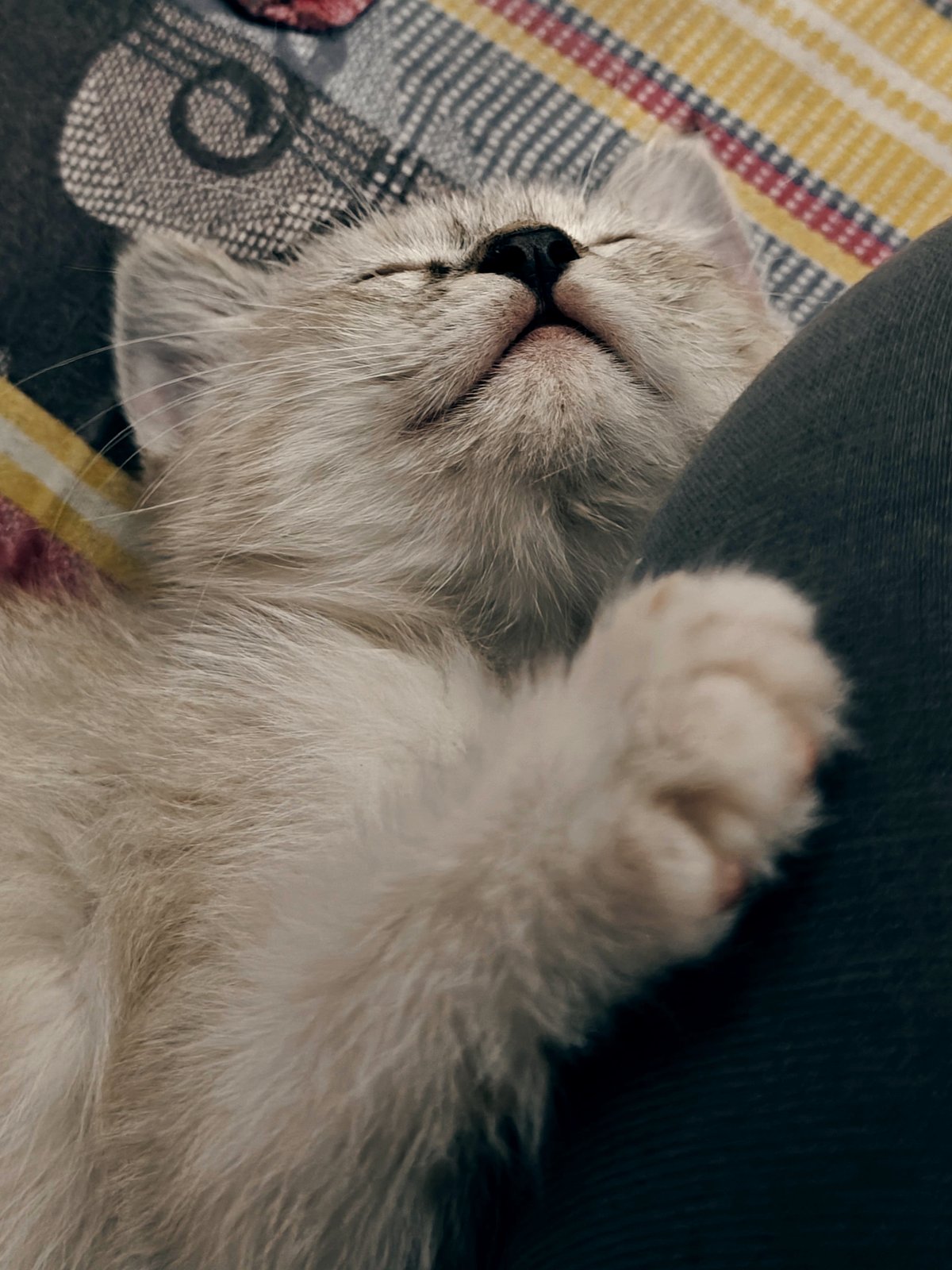 How a sleepy kitty brought joy to a family in turmoil