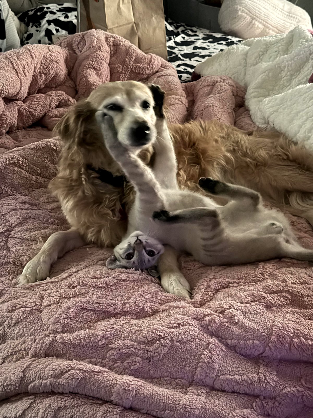 When two puppies cuddle in sunlight, hearts everywhere melt