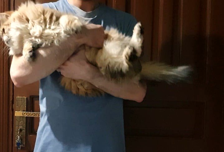 A Heartwarming Moment Between a Girl and Her Tired Pup