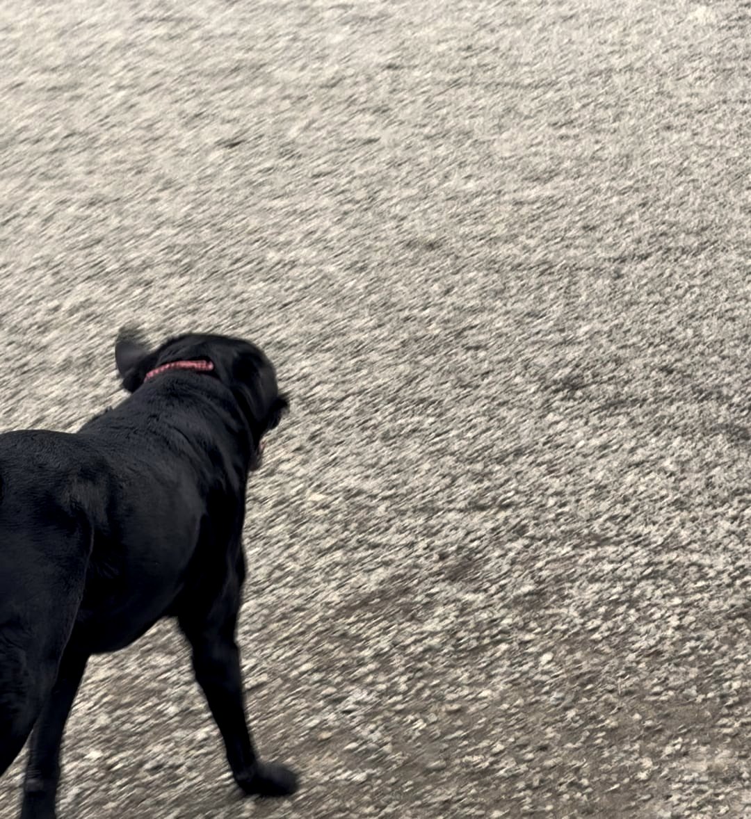 A 14 year old lab dog thinks he's a bunny and it melts hearts everywhere