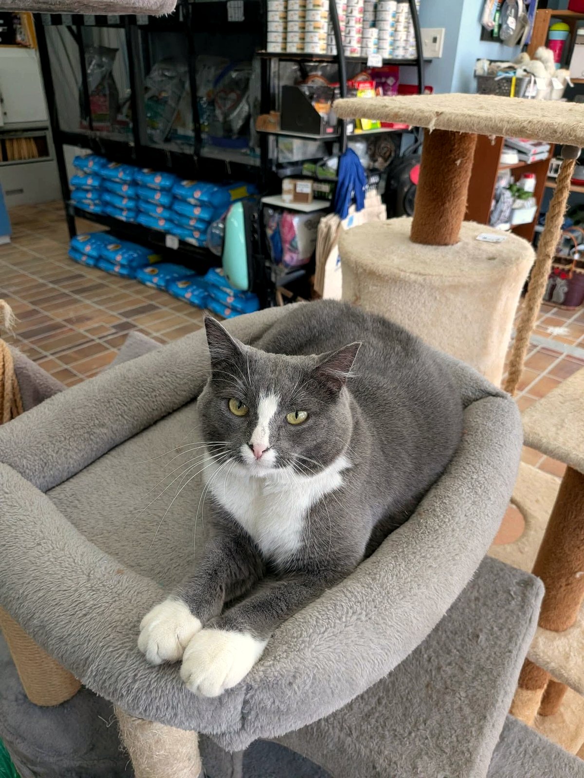 Watch how one timid pup finds her courage in a crowded shelter