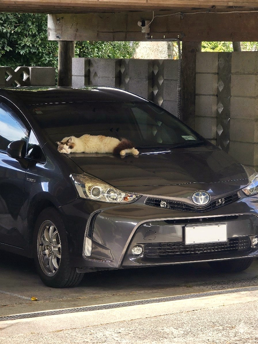 Why is my neighbor's cat sleeping on my car? I need advice from you all