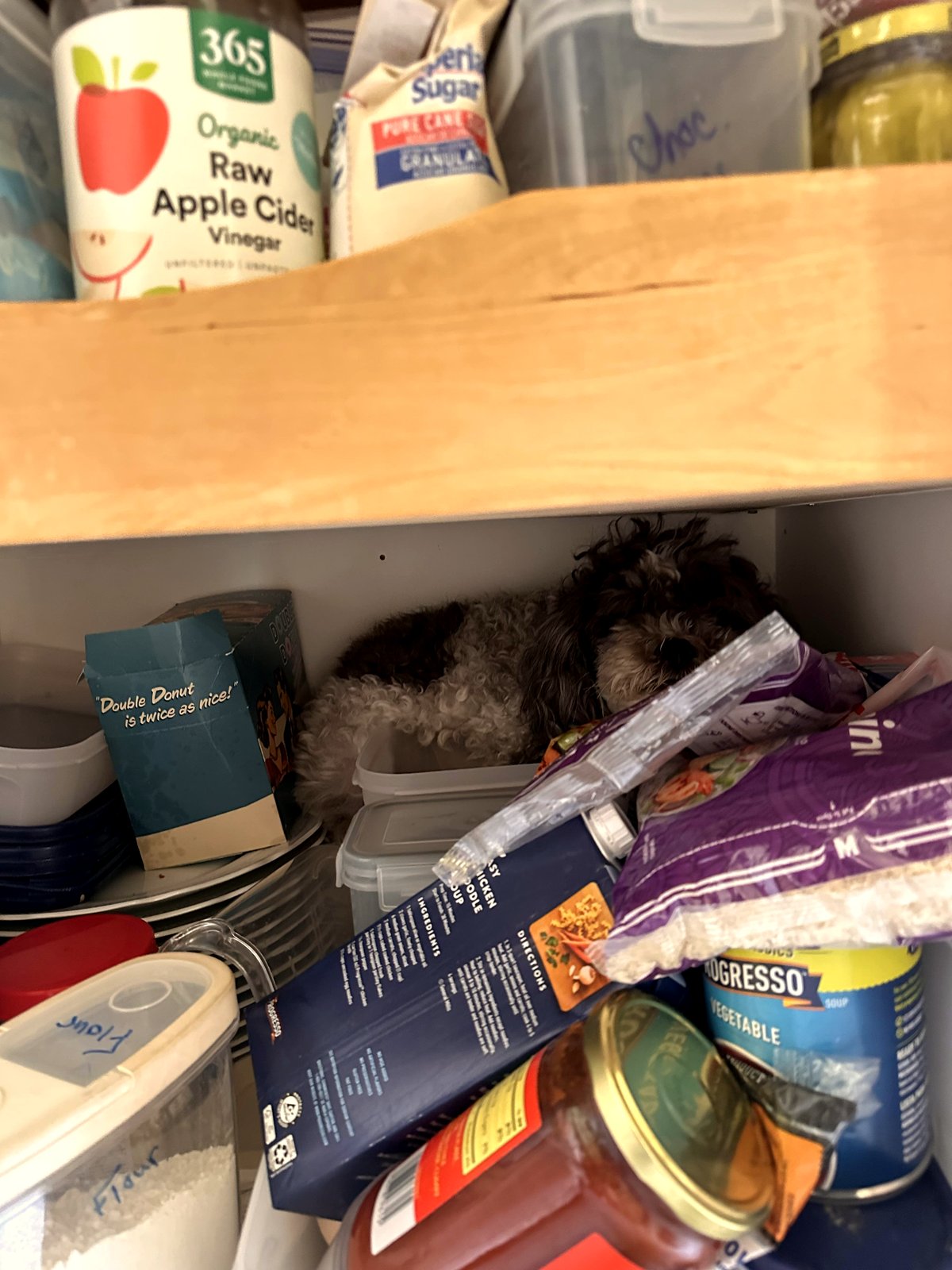 Why this dog chooses the pantry as his favorite nap spot will melt your heart