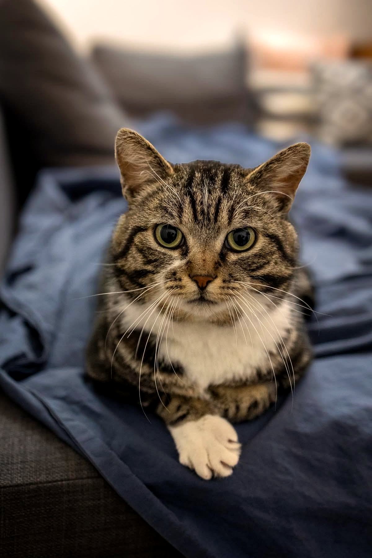 The Heartwarming Transformation of Choby: A Dog’s Dream Comes True