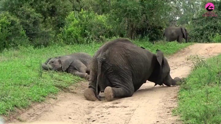The surprising reason why elephants act like kids after a fruit feast
