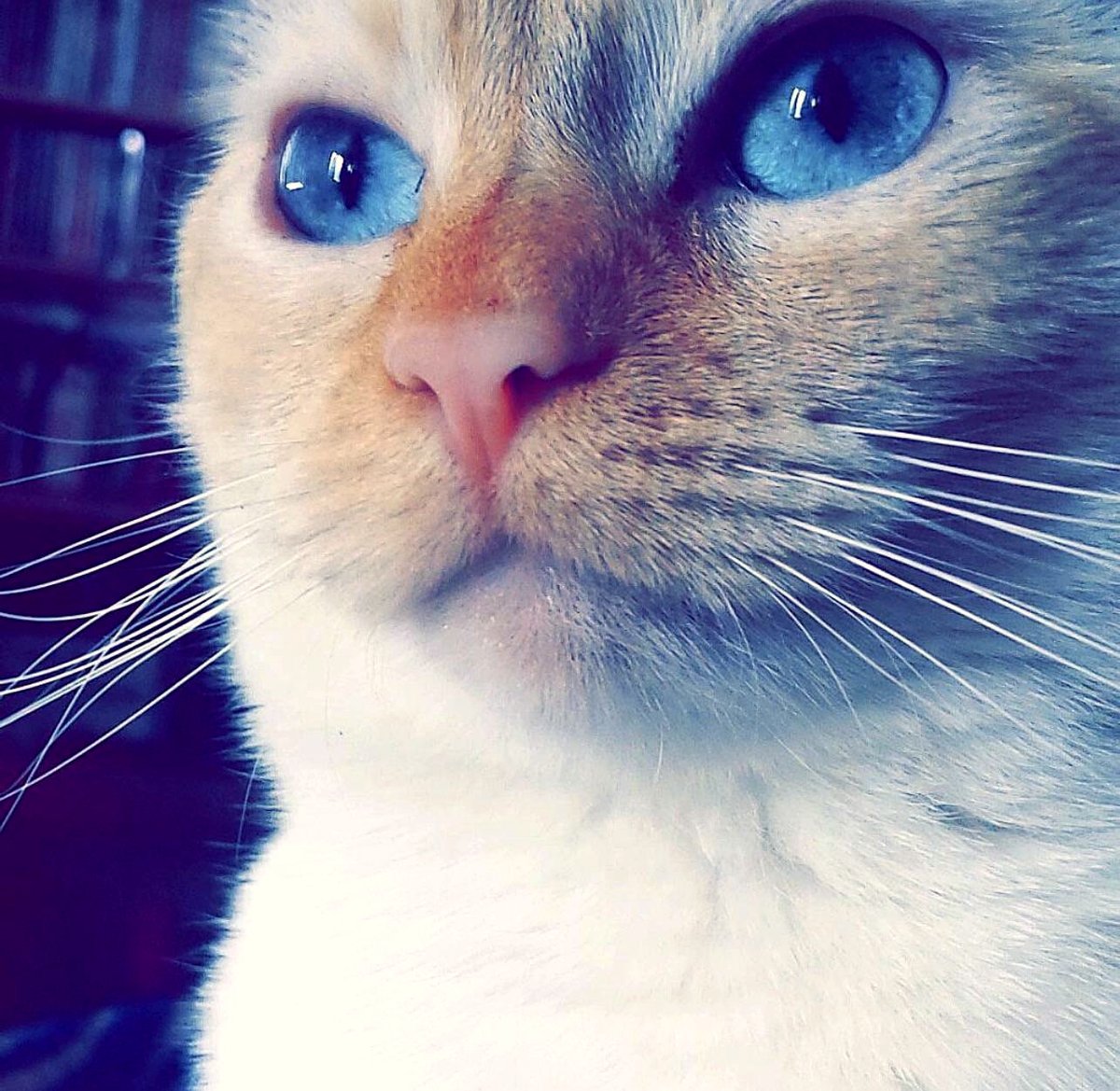 When sadness strikes, can furry friends help lift our spirits? Show me your cats