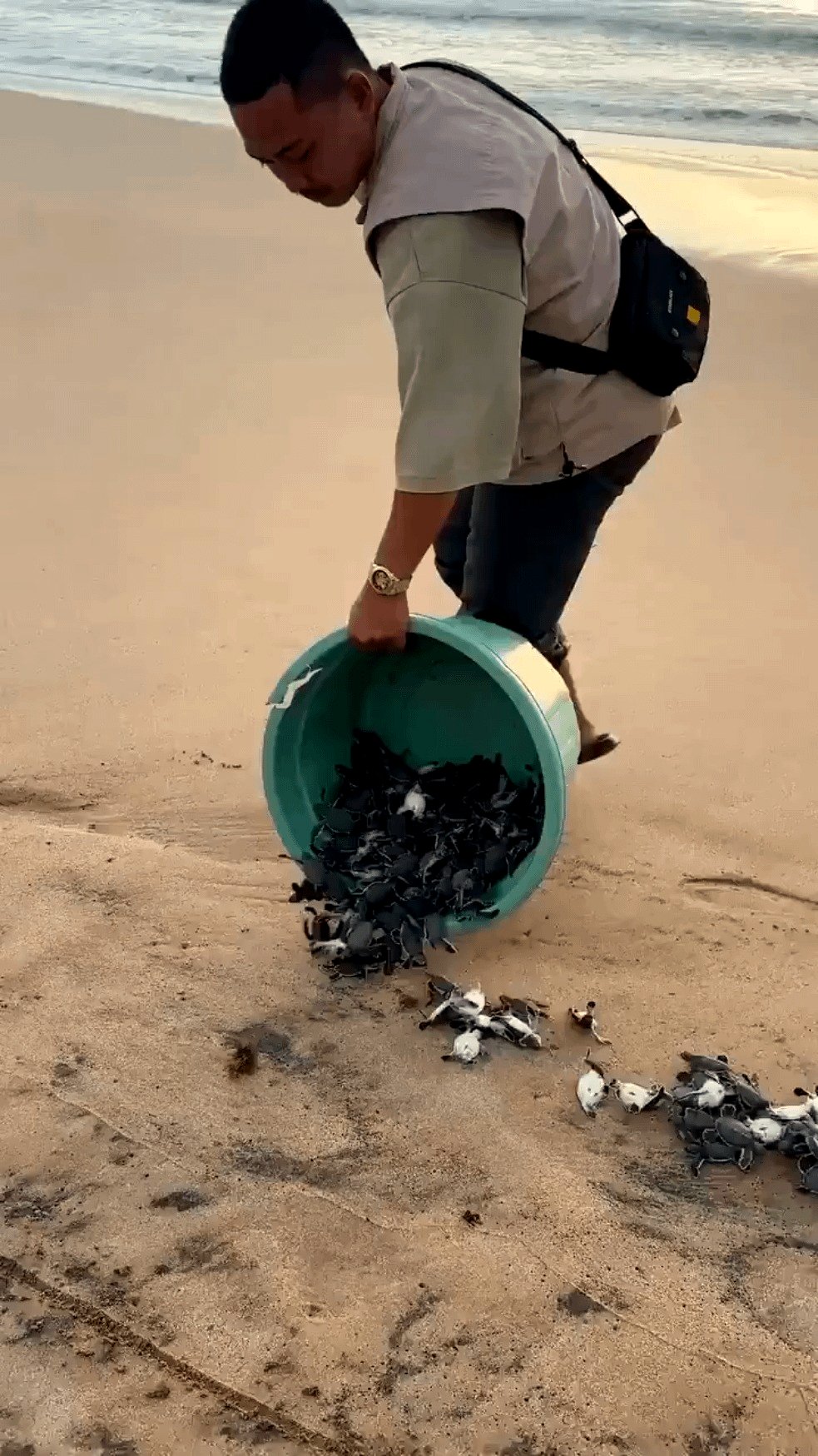 A Heartwarming Moment as Tiny Turtles Start Their Journey at Pangumbahan Beach