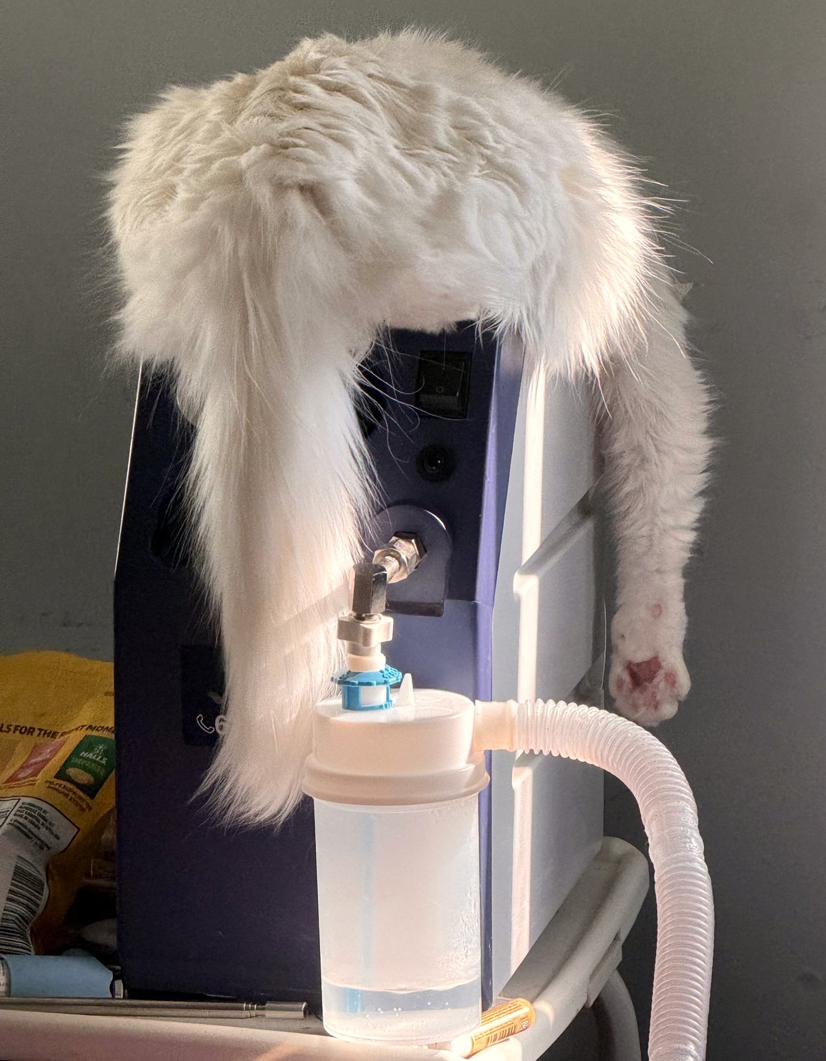 The surprising way my deaf cat finds happiness at home