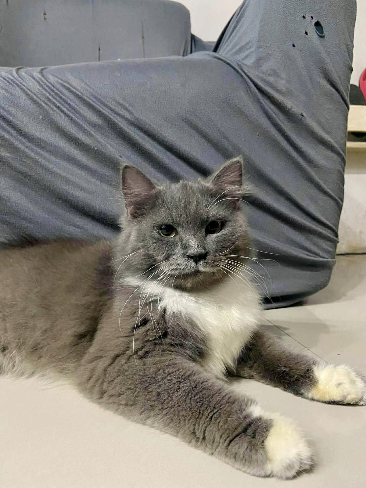 Does my pet know how to manipulate me with just one look?