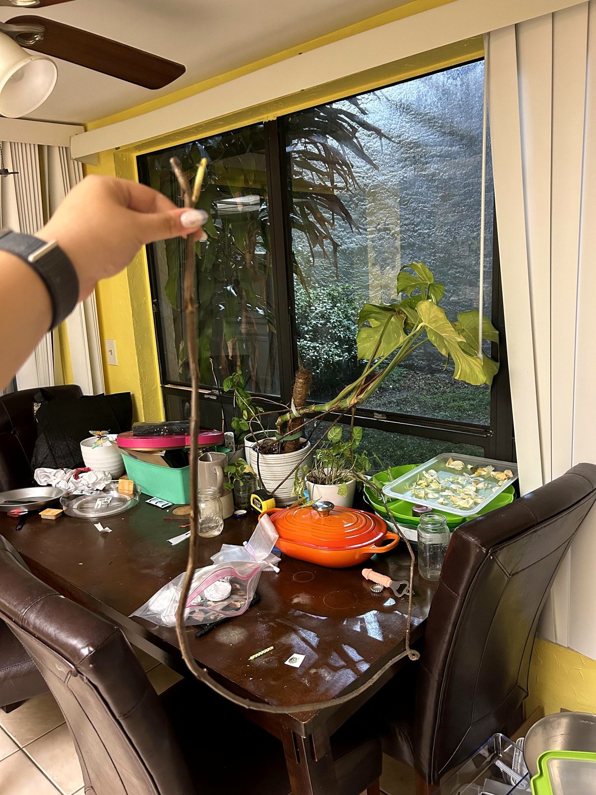 A stunning 80-inch root grows from my albino monstera and steals the spotlight