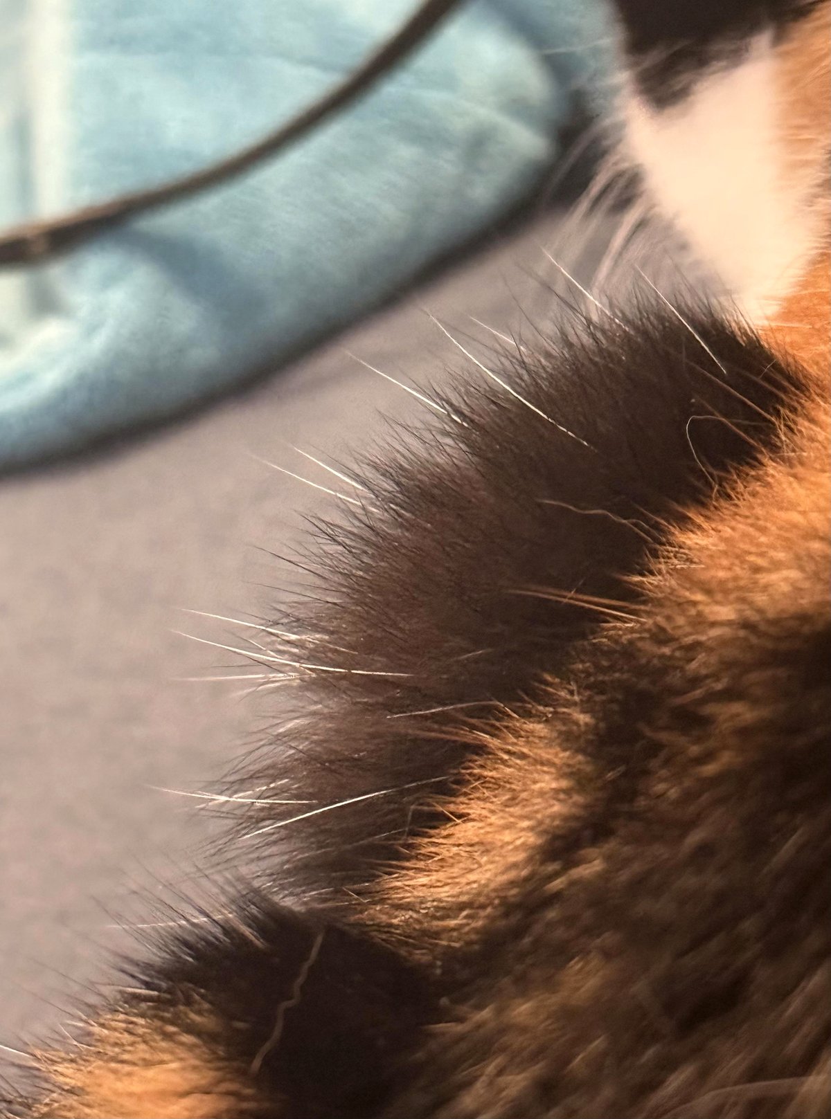Why my calico cat's changing fur color left me in awe