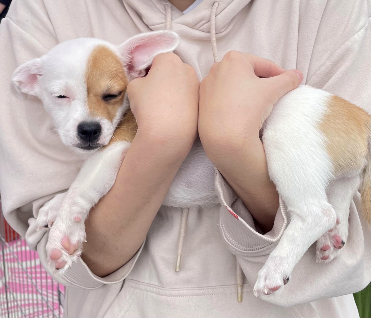 I held this puppy at an adoption event where I was volunteering, and I adored his cute half and half face :3