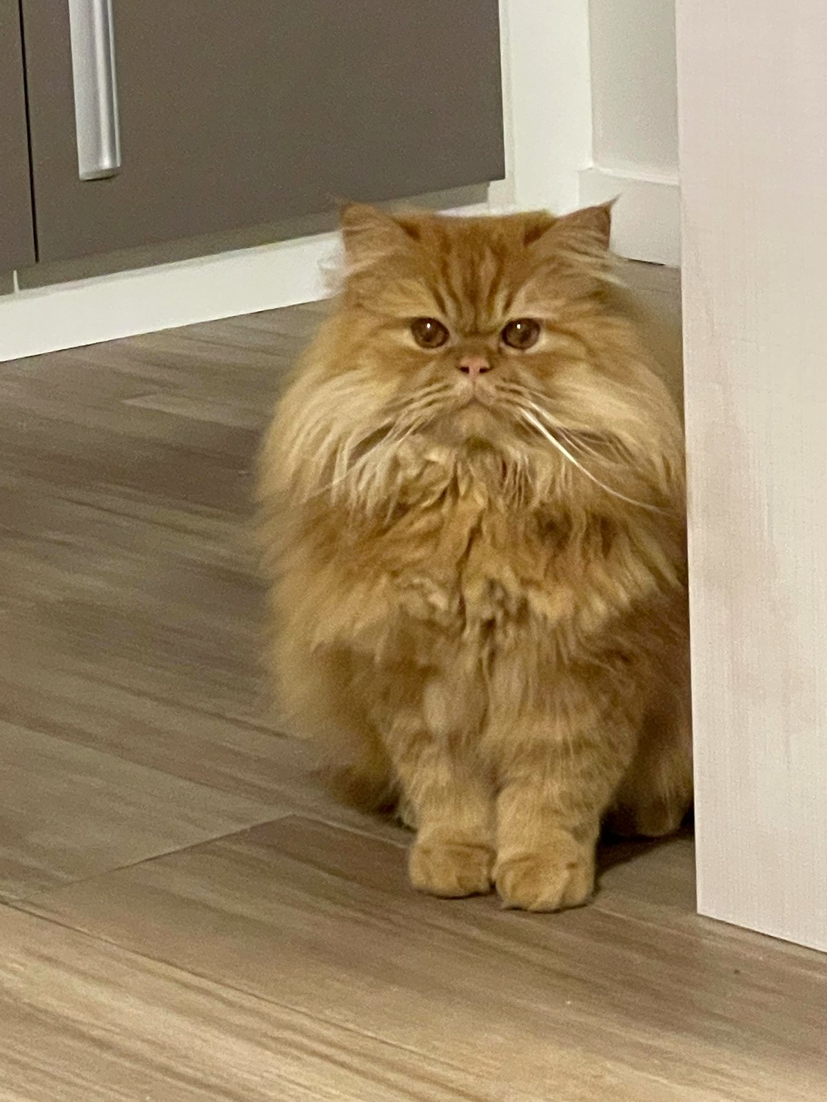 Told him he could stop eating snacks, now receiving the glare.