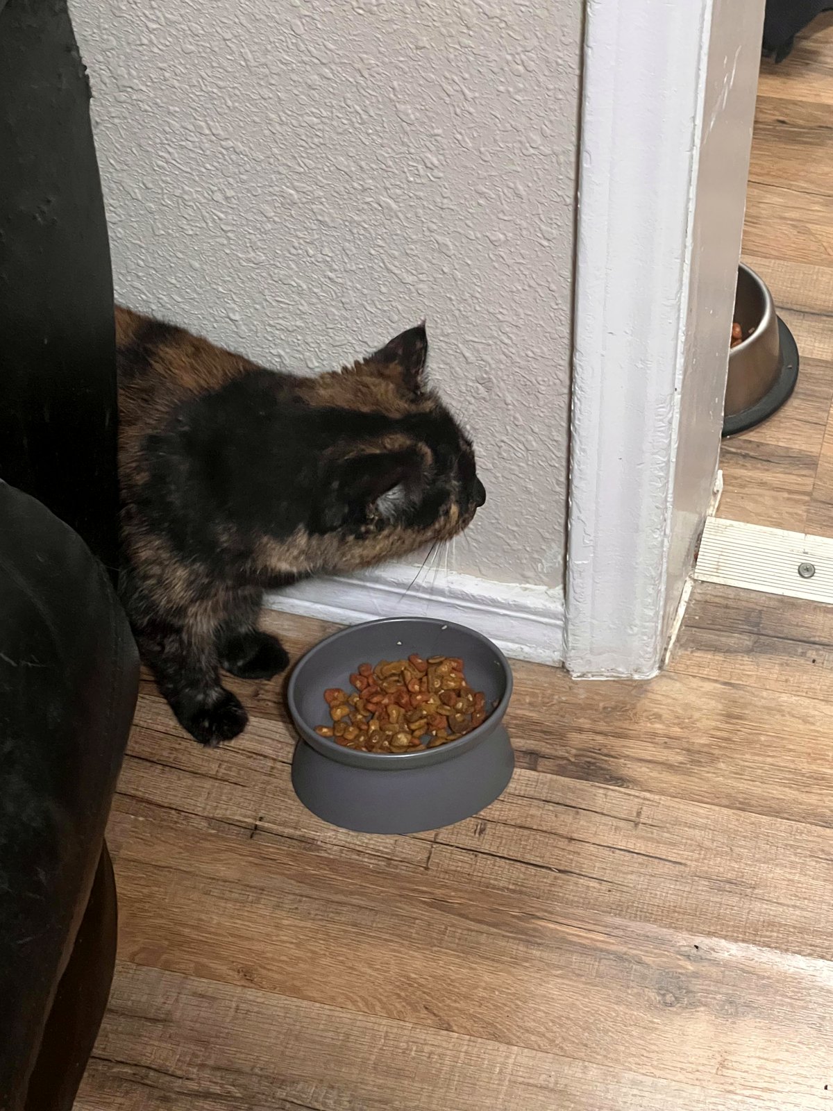 The cat's owner died, so I took her and placed her in a caring home.