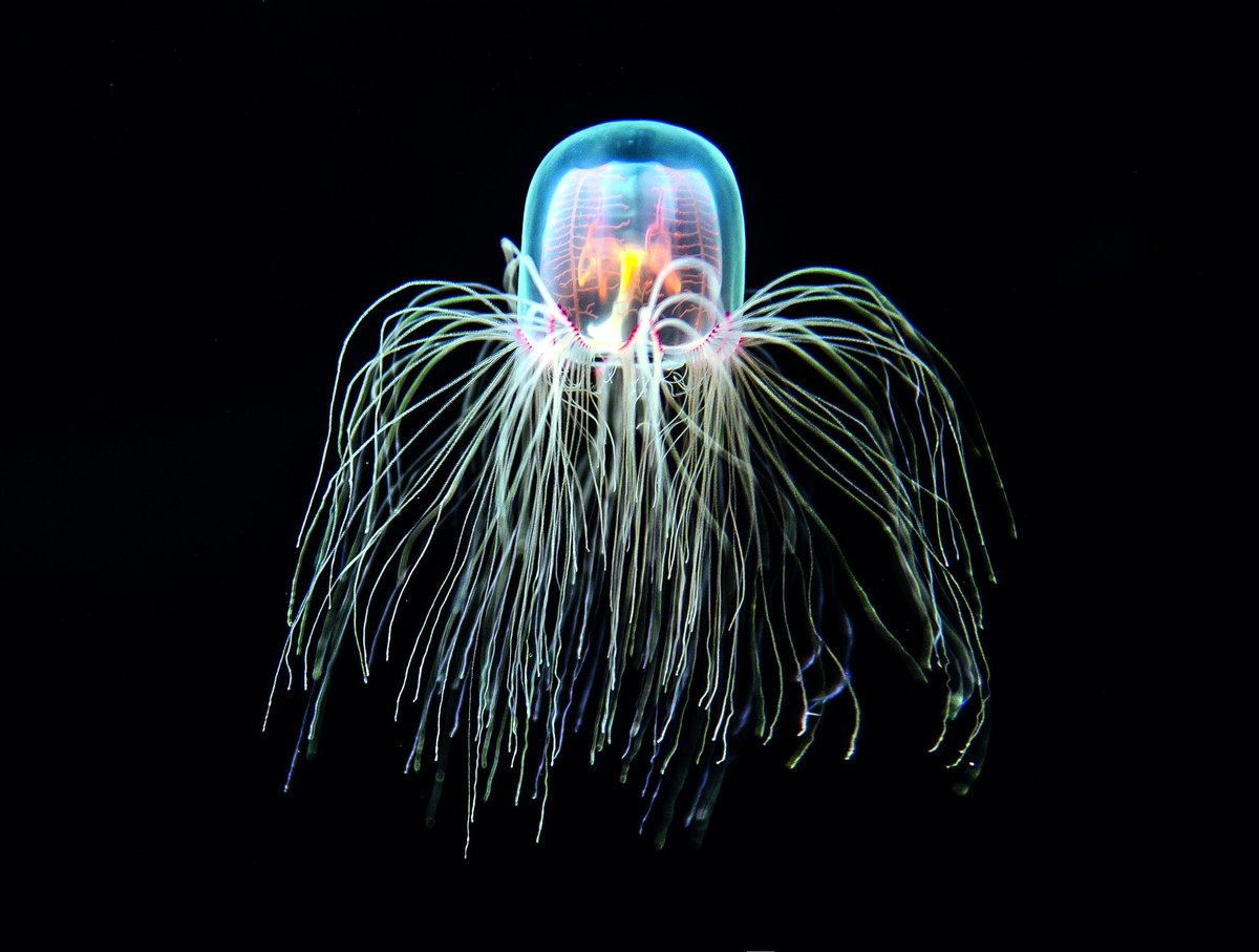 This jellyfish can hit the reset button on its life and it's mind-blowing