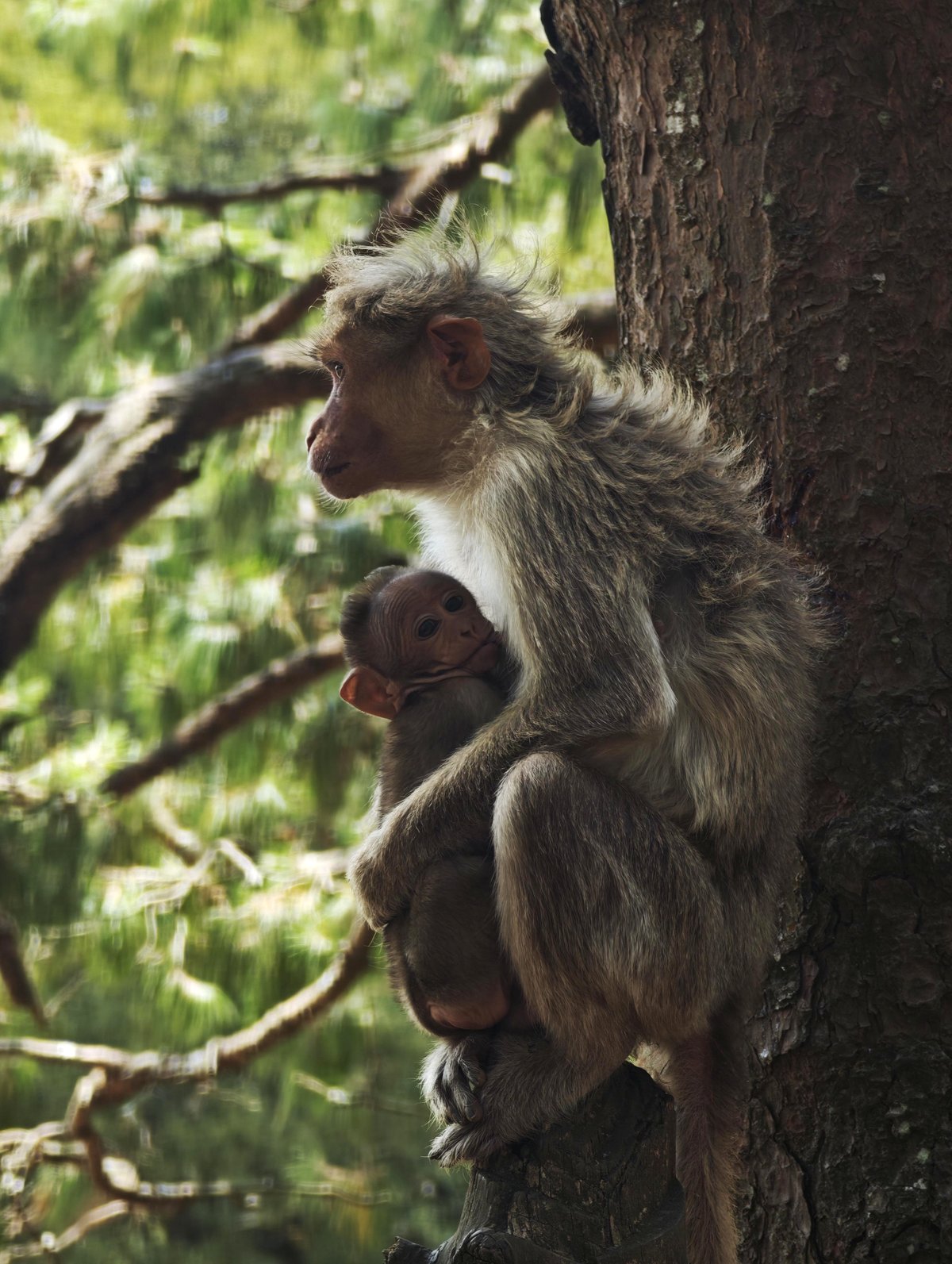 [OC] Mother Bonnet Macaque and Baby - Ooty, TN, India
