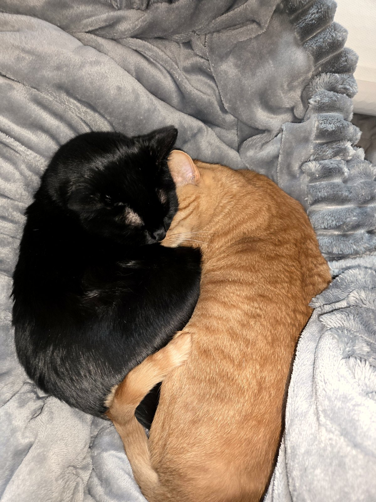 From resentment to snuggles: the unlikely bond between grandpa and his cat