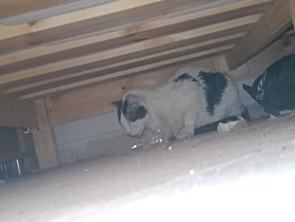 My heart stopped when our indoor cat went missing for hours outside