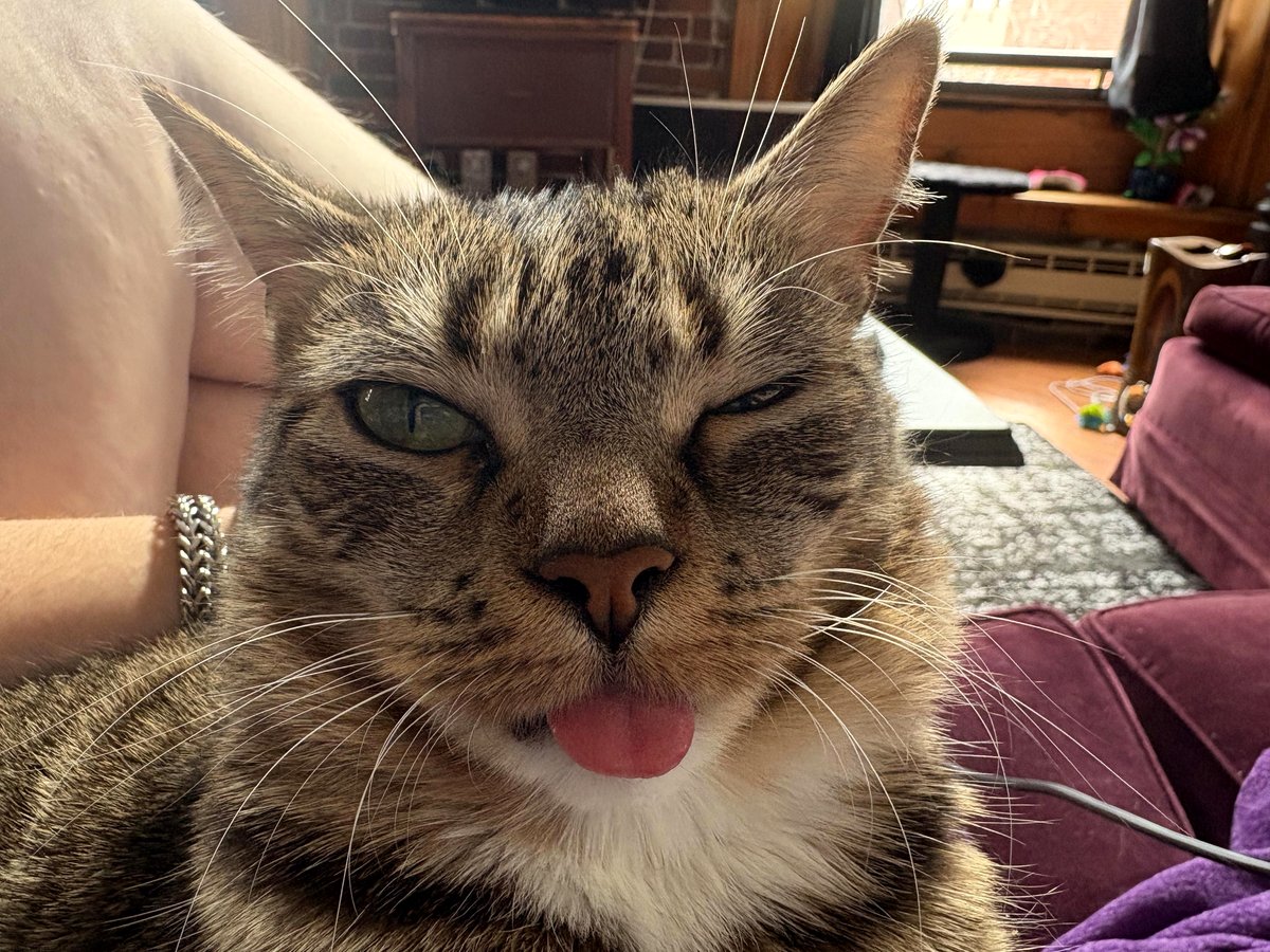 This adorable cat moment left me laughing out loud