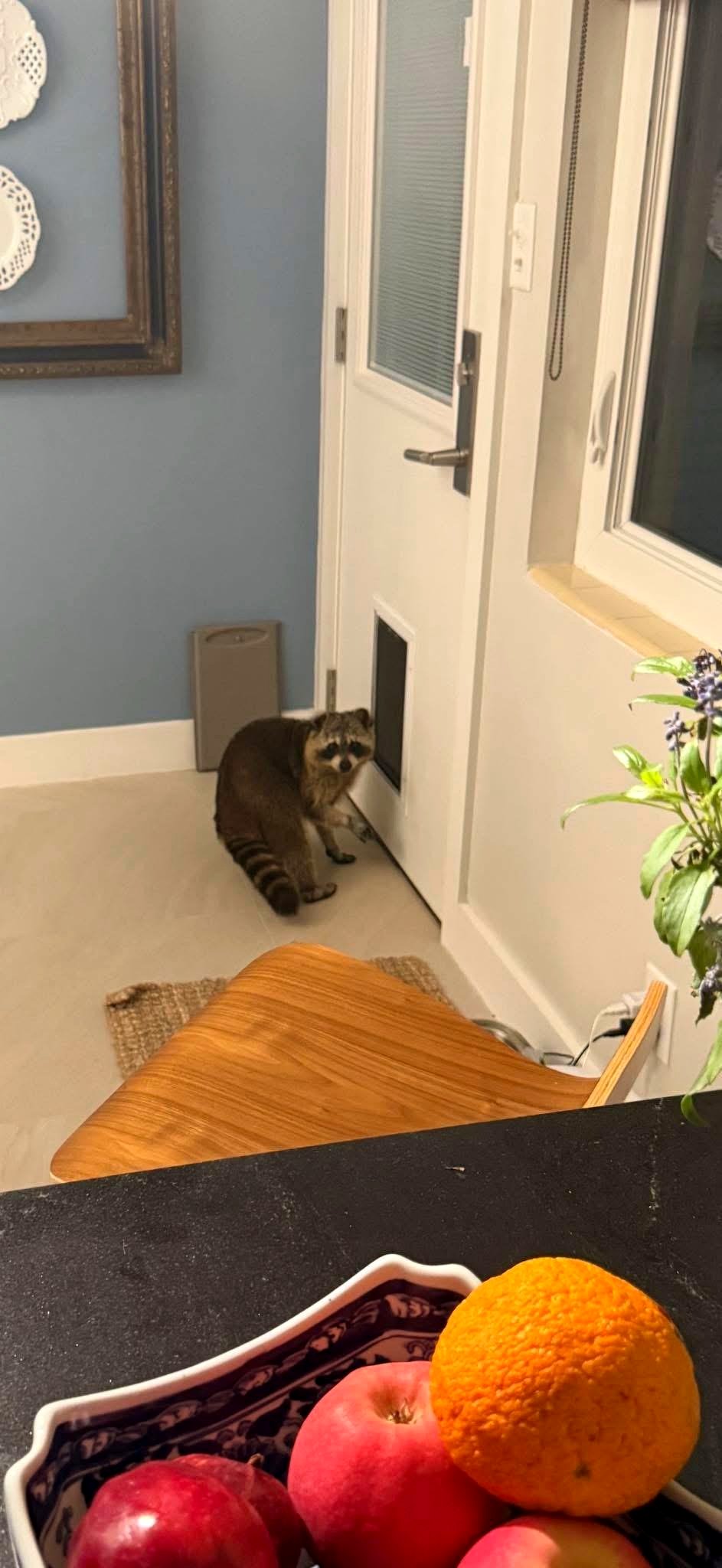 When a raccoon found a feast in a neighbor’s home