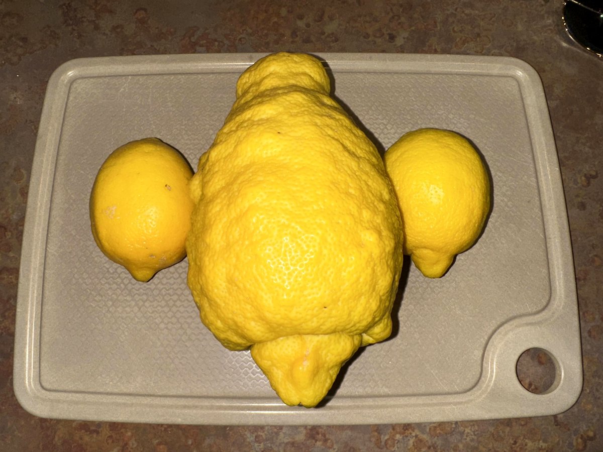 Neighbors Are Buzzing Over This Enormous Lemon in Their Backyard