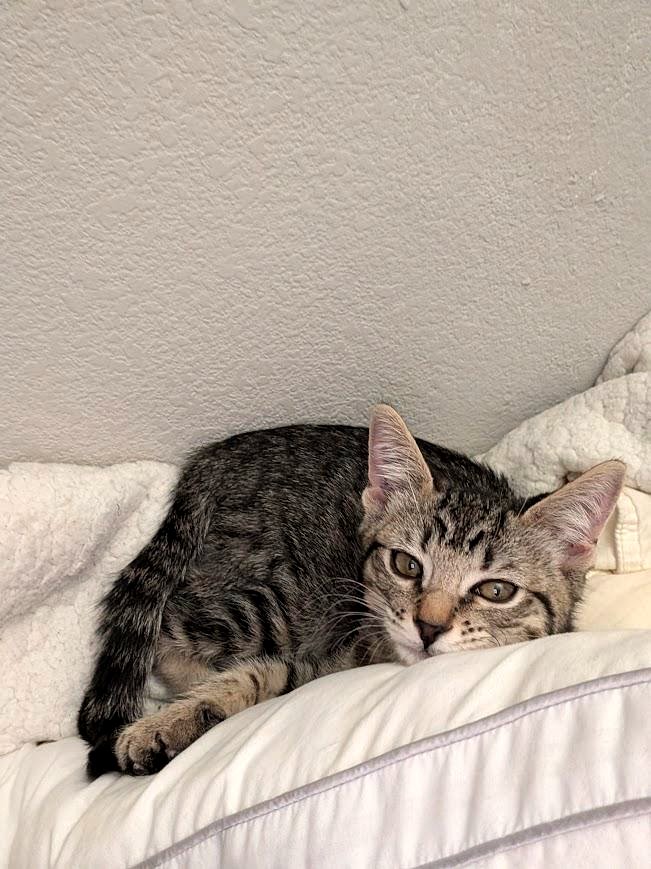 A Brother’s Love Leads to an Unexpected Forever Home for This Pup