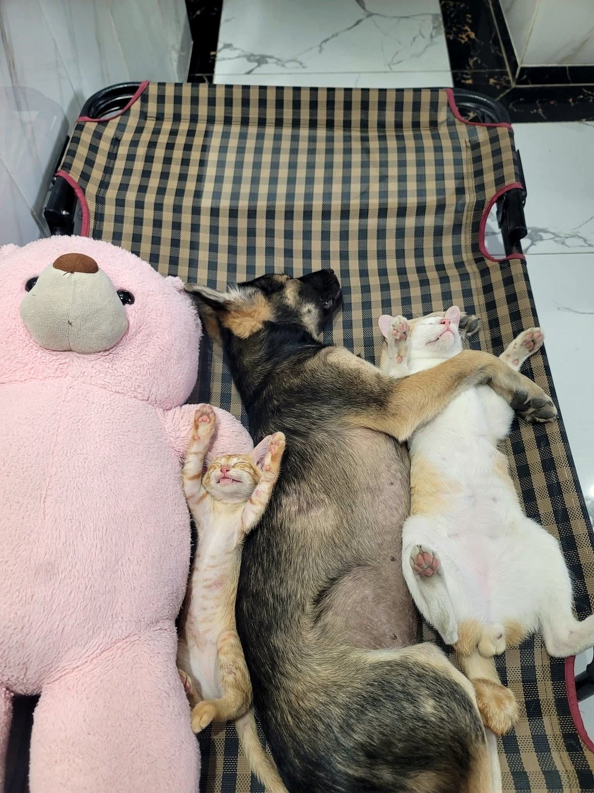 The heartwarming sight of three babies sharing a precious moment