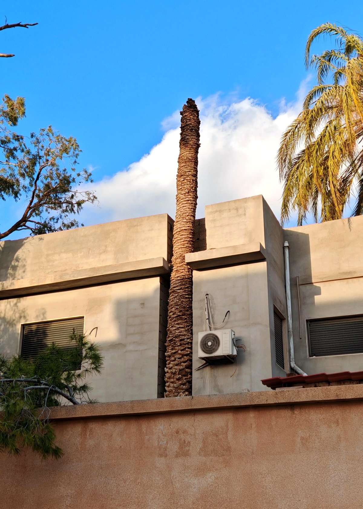 A house built around a tree reveals love for nature that will inspire you