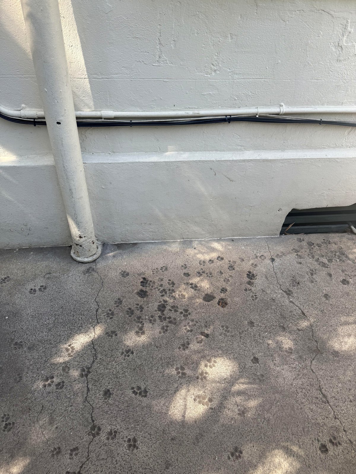 What visitors found outside Hemingway's home will leave you smiling