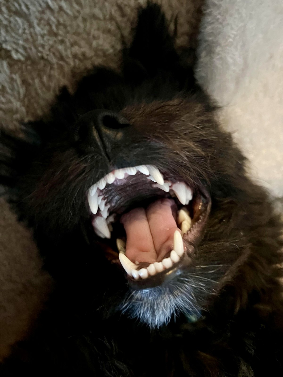 Benny's Big Milestone: A Heartwarming Moment in Puppy Development