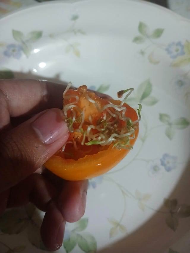What I found inside this tomato left me speechless about nature's magic