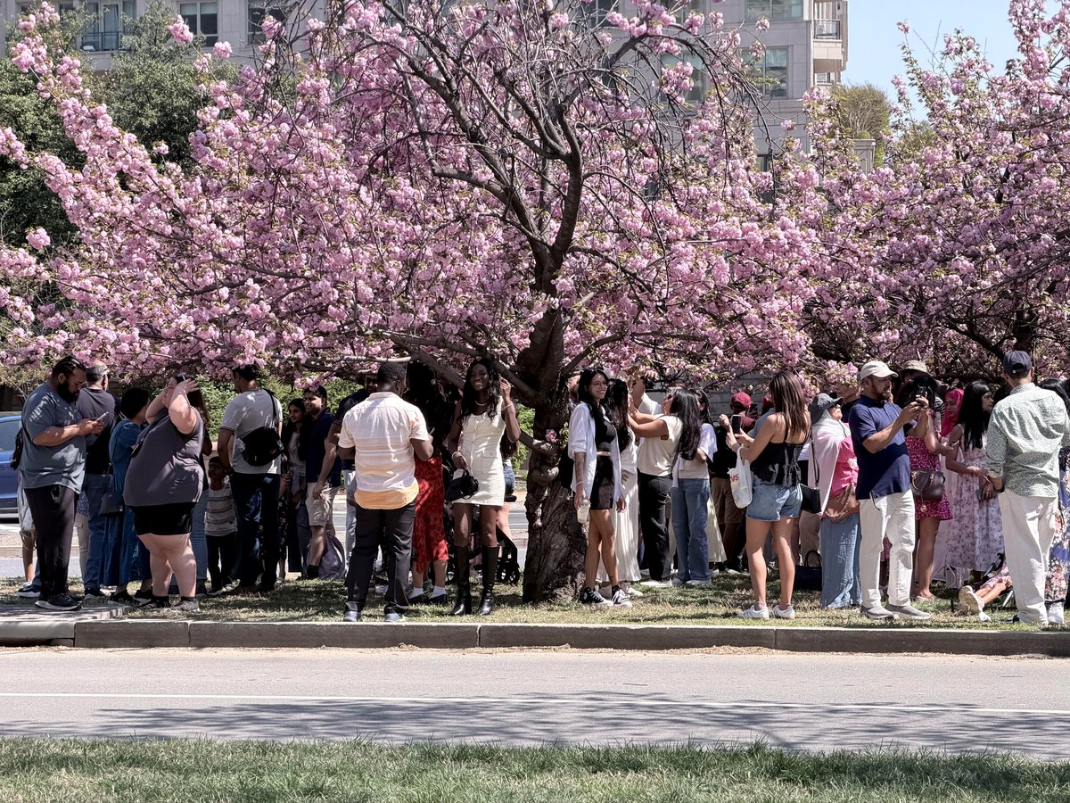 Witness the magic of cherry blossoms uniting strangers in Washington, D.C.