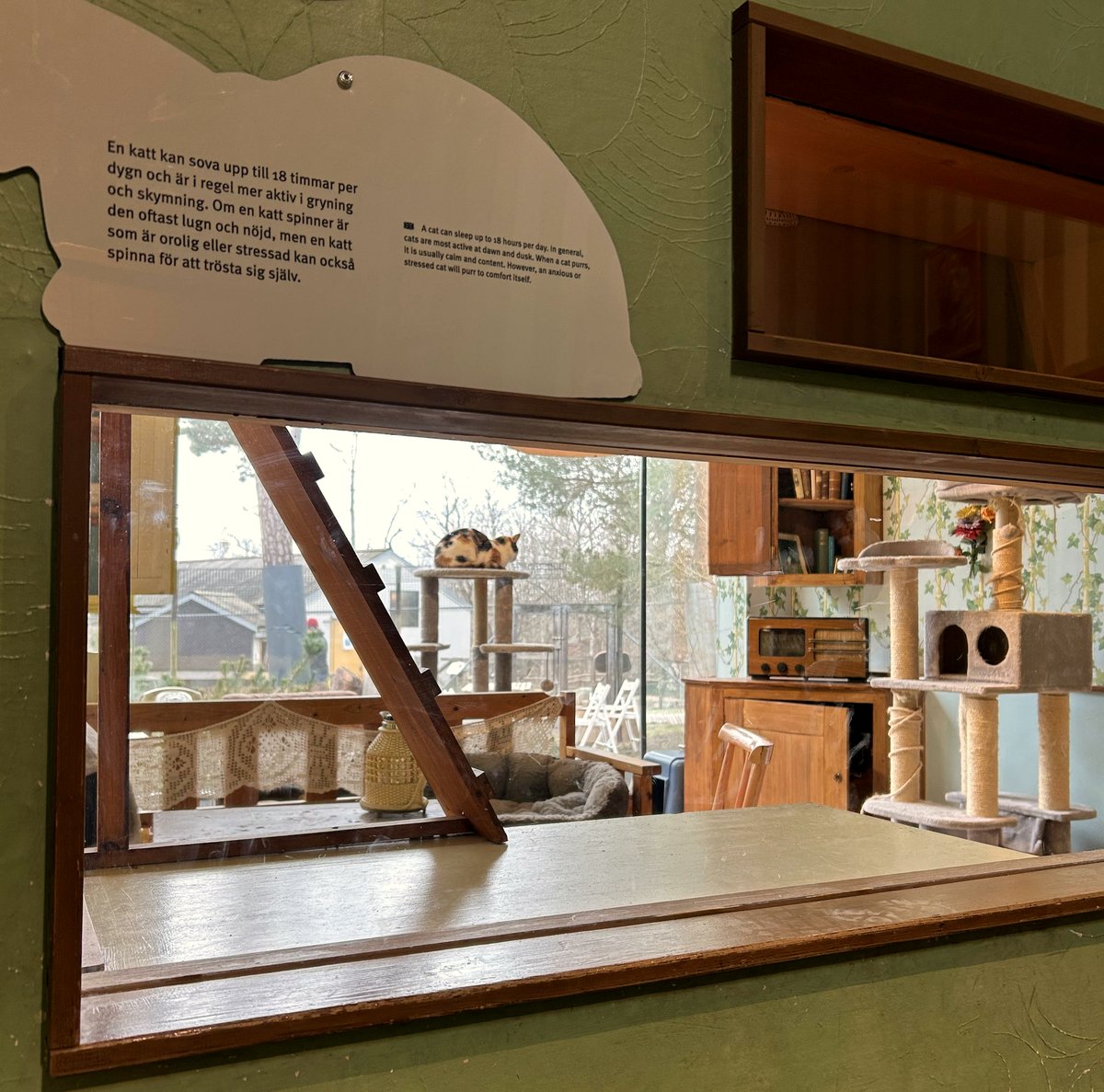 A day at the zoo turns into a delightful cat adventure